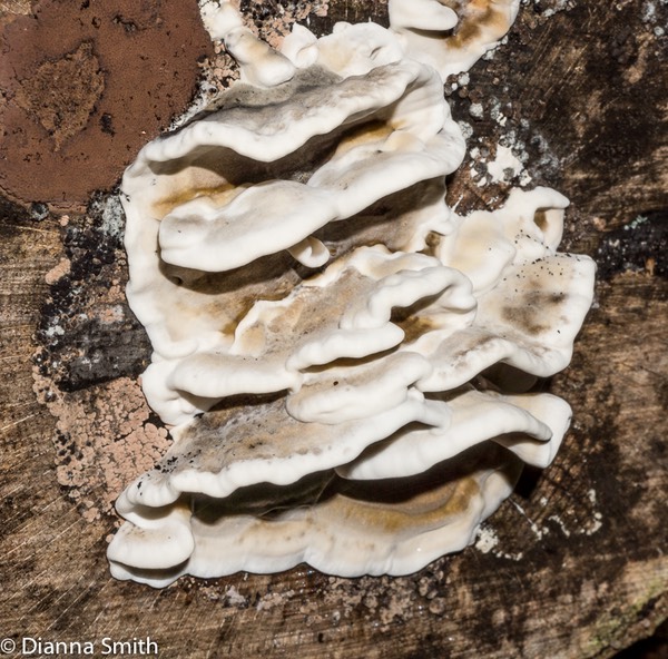 Bjerkandera adusta02439