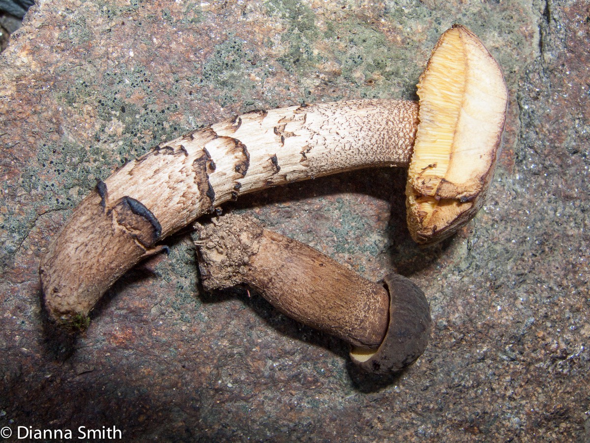 Boletellus chrysenteroides2857