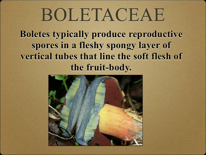 BOLETES.001-001