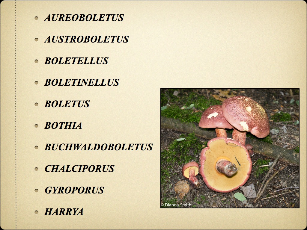 BOLETES.004