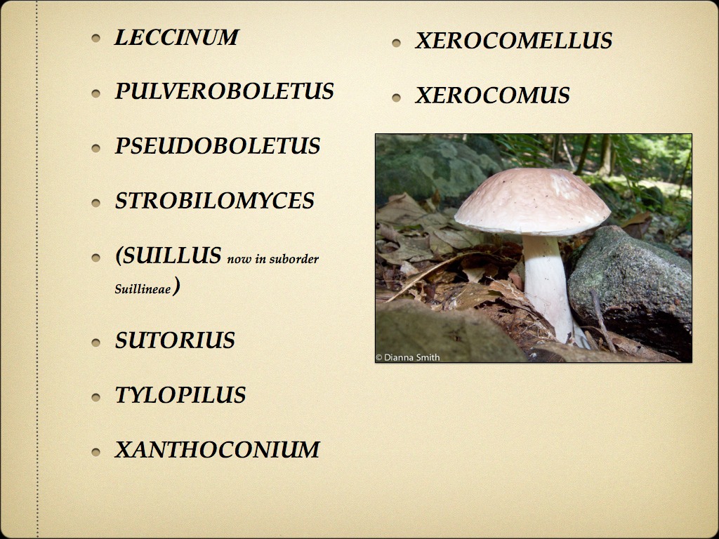BOLETES.005