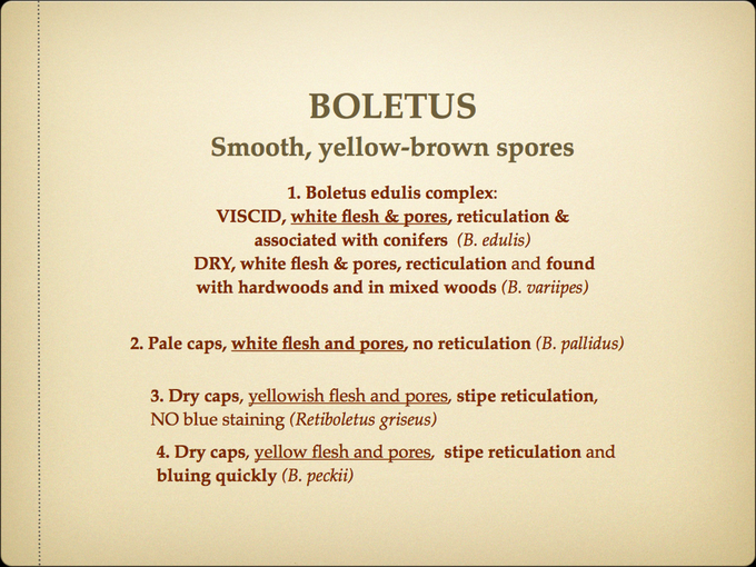 BOLETES.008-001