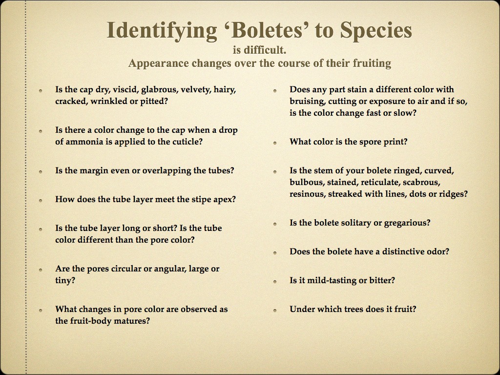 BOLETES.008