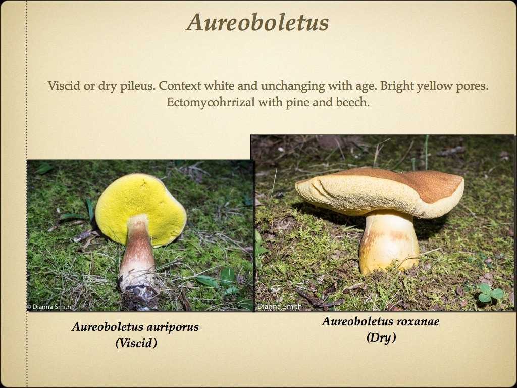 BOLETES.009