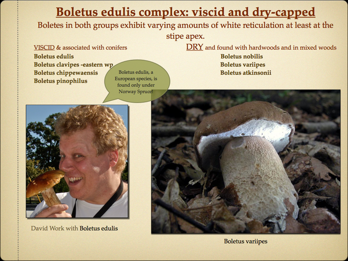 BOLETES.010-001