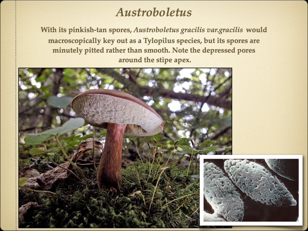 BOLETES.010