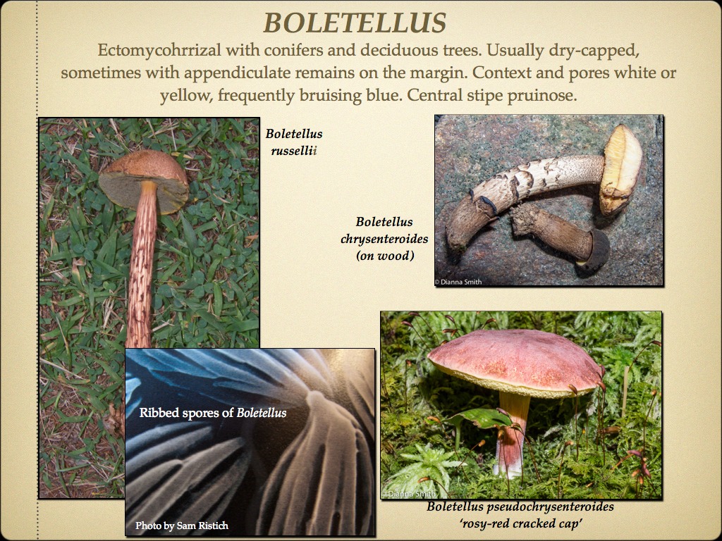 BOLETES.011