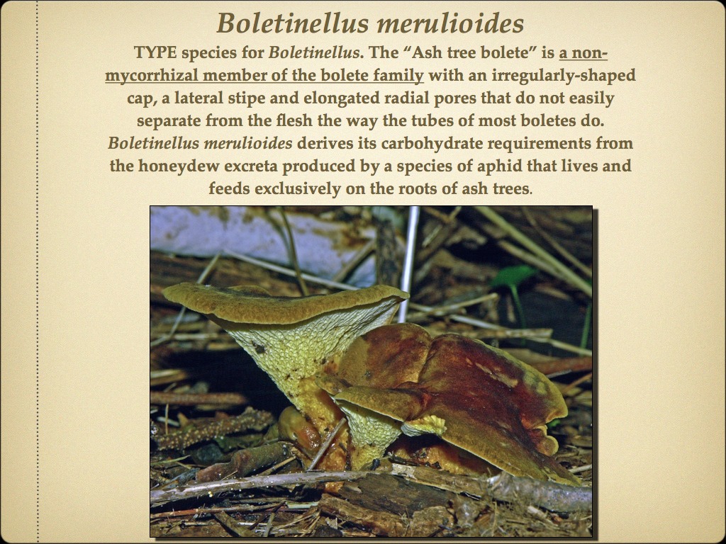 BOLETES.012