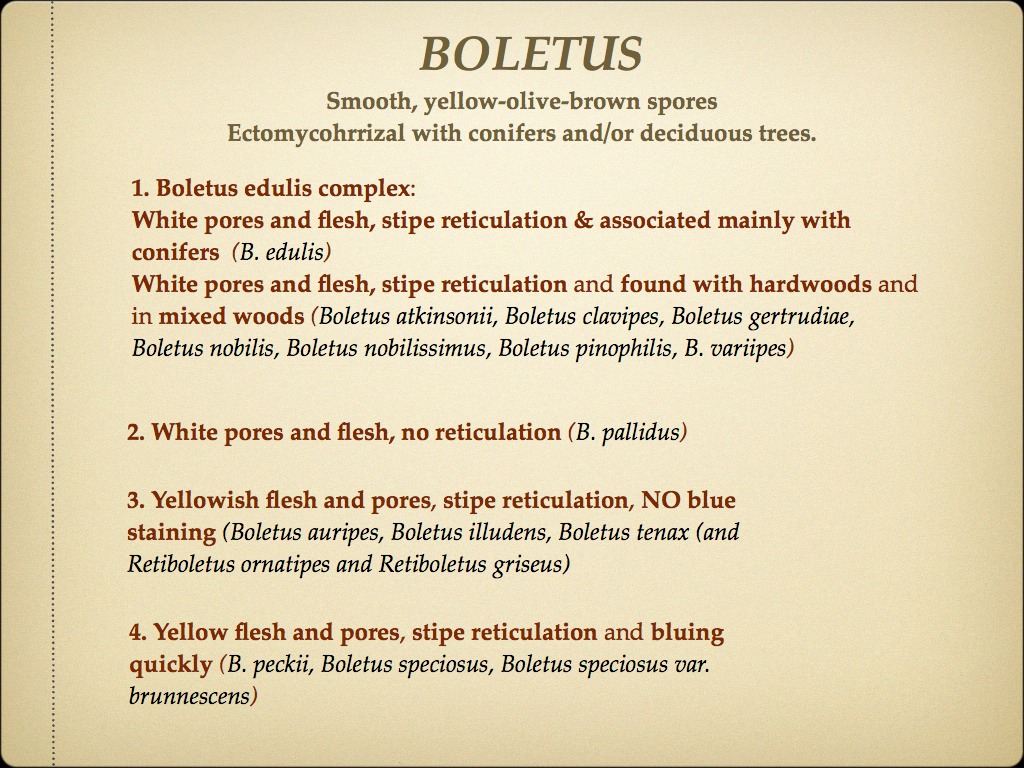 BOLETES.013
