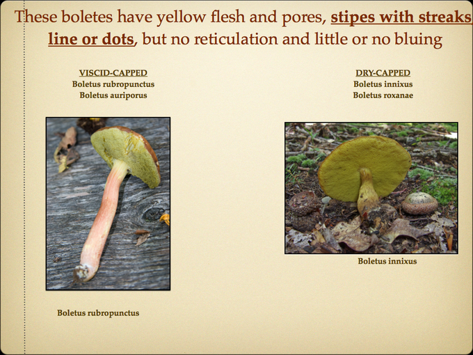 BOLETES.014-001