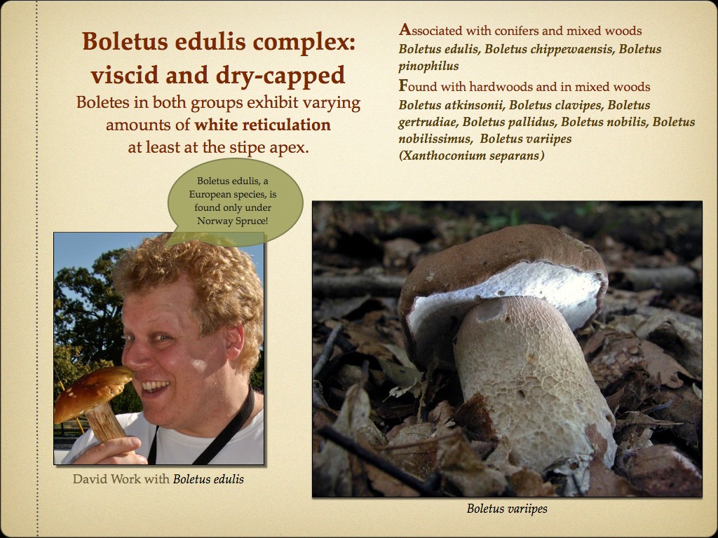 BOLETES.015