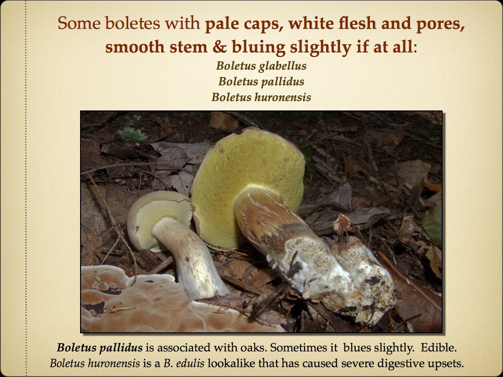 BOLETES.016
