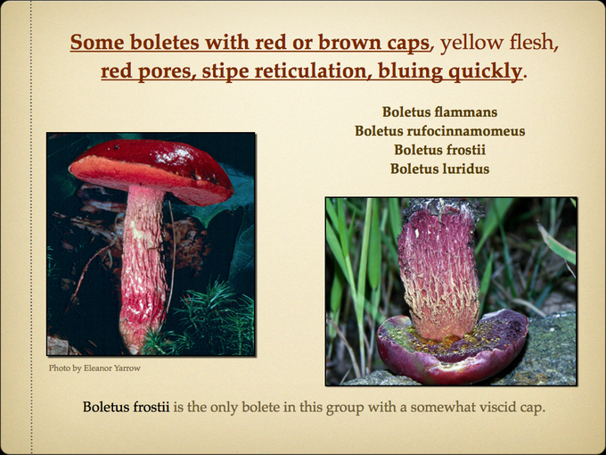 BOLETES.017-001