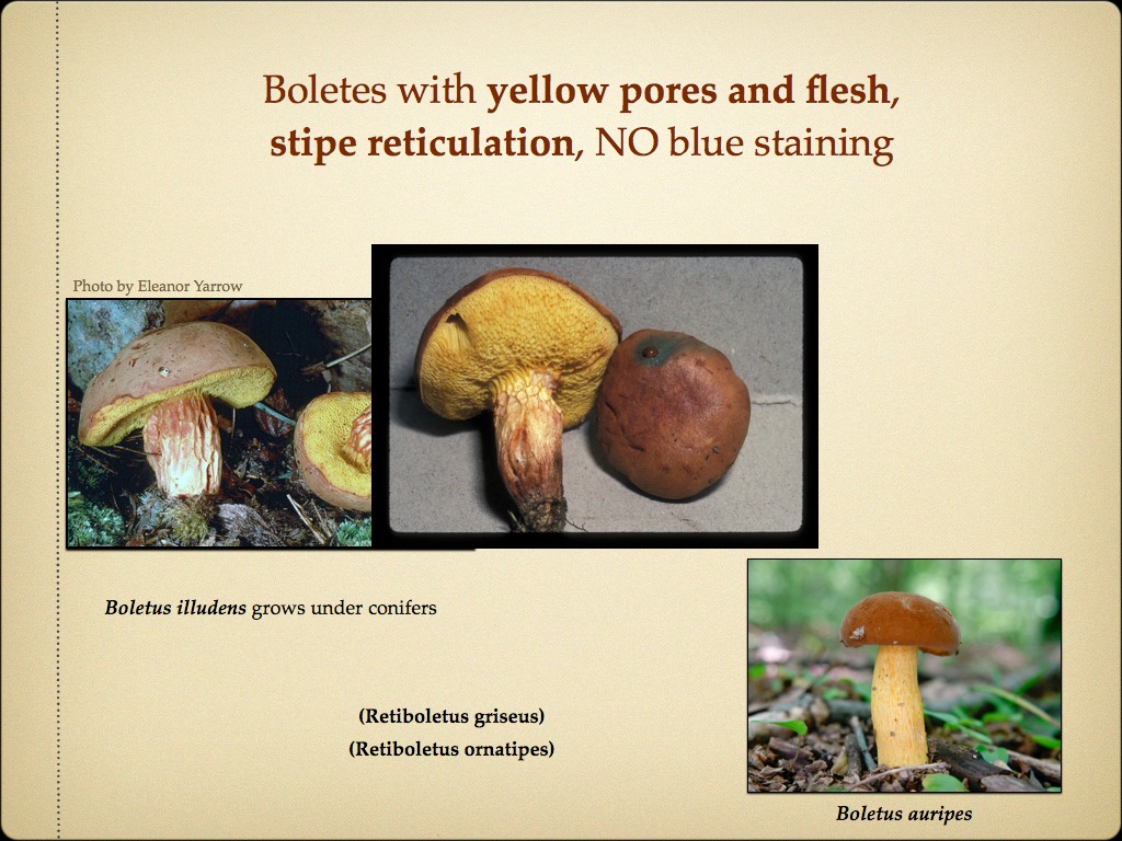 BOLETES.017