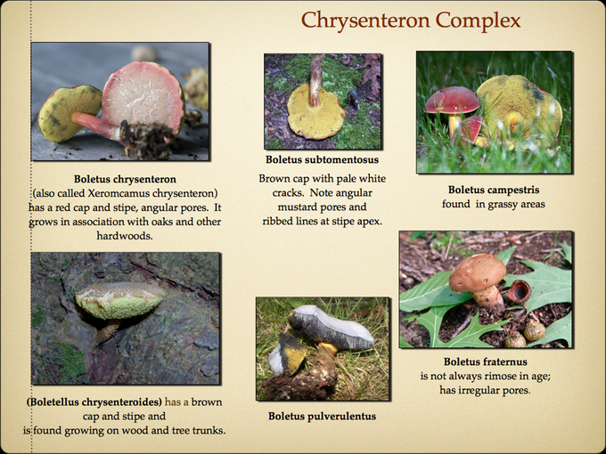 BOLETES.019-001