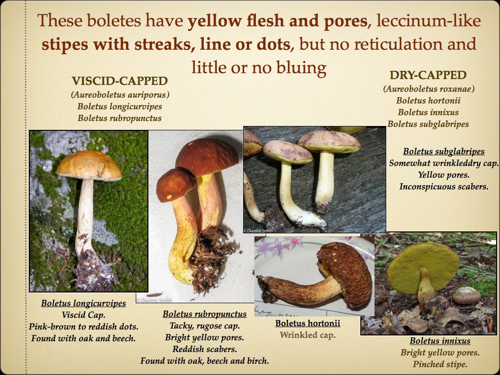 BOLETES.019