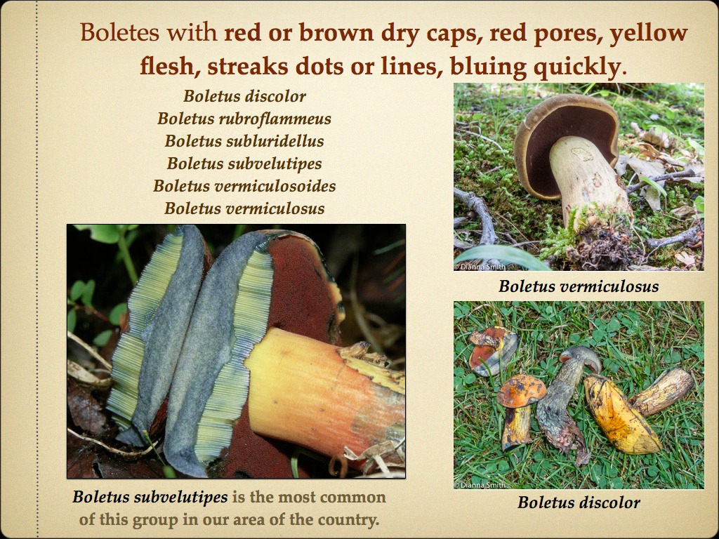 BOLETES.021