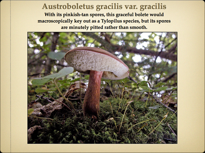 BOLETES.022-001