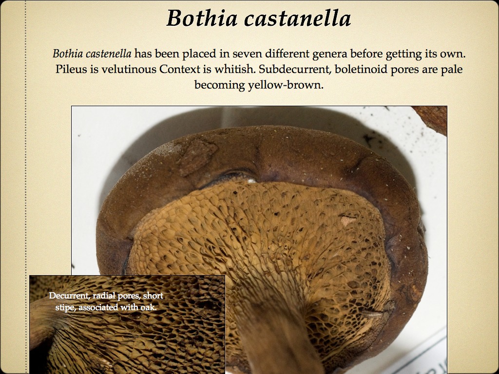 BOLETES.023