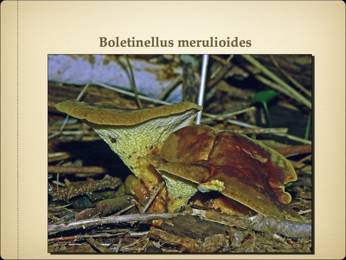 BOLETES.025-001