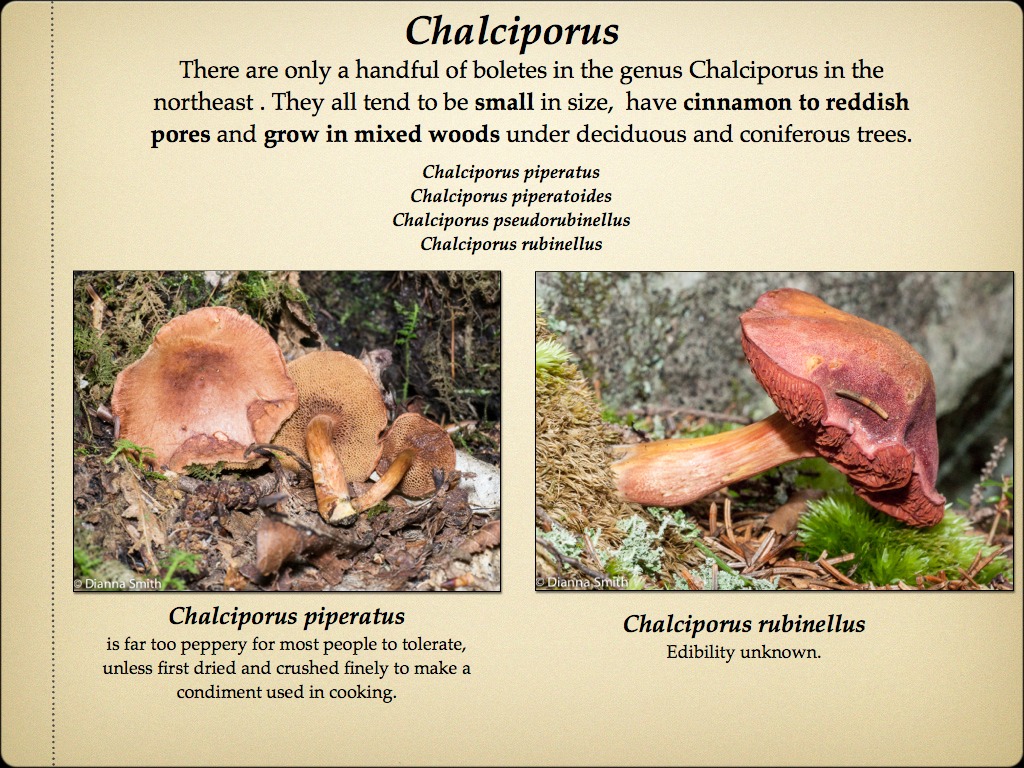 BOLETES.025