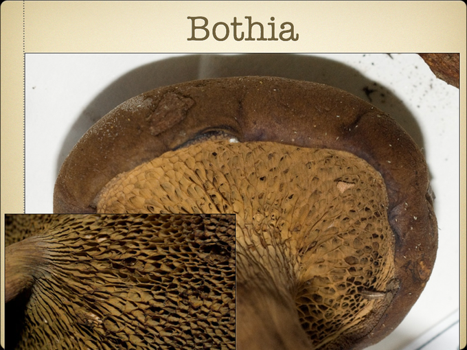 BOLETES.026-001