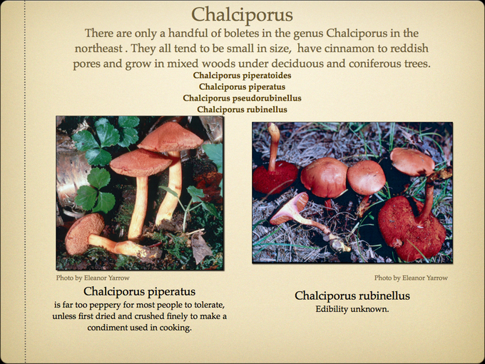 BOLETES.027-001