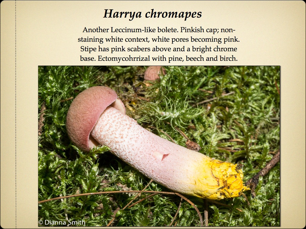 BOLETES.027