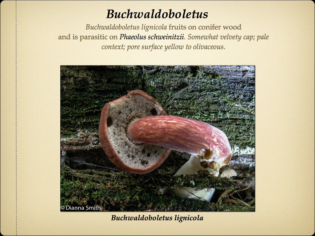 BOLETES.028