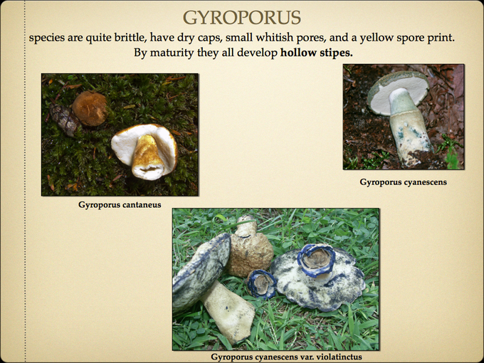 BOLETES.029-001