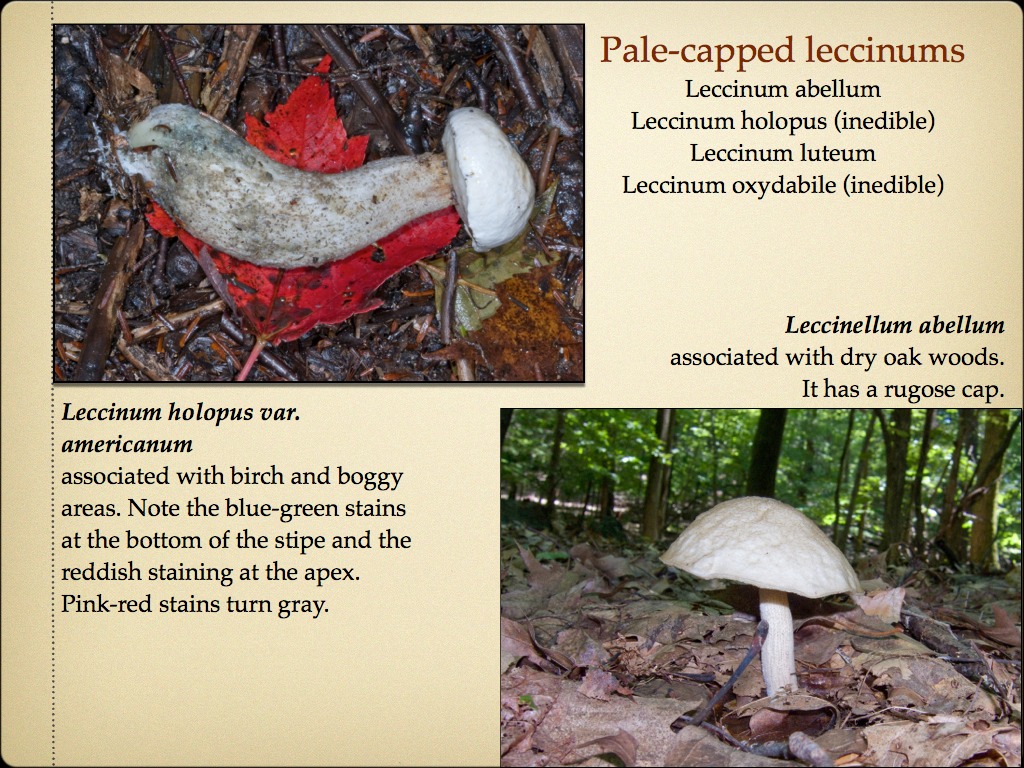 BOLETES.030*