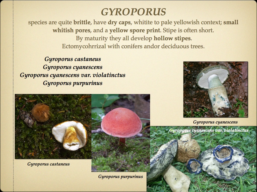 BOLETES.030