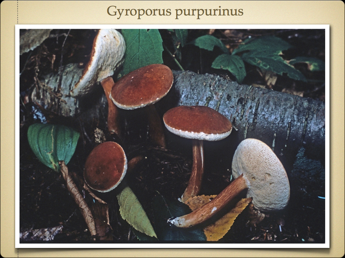 BOLETES.031-001