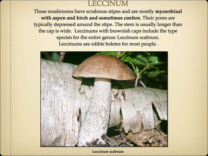 BOLETES.032-001