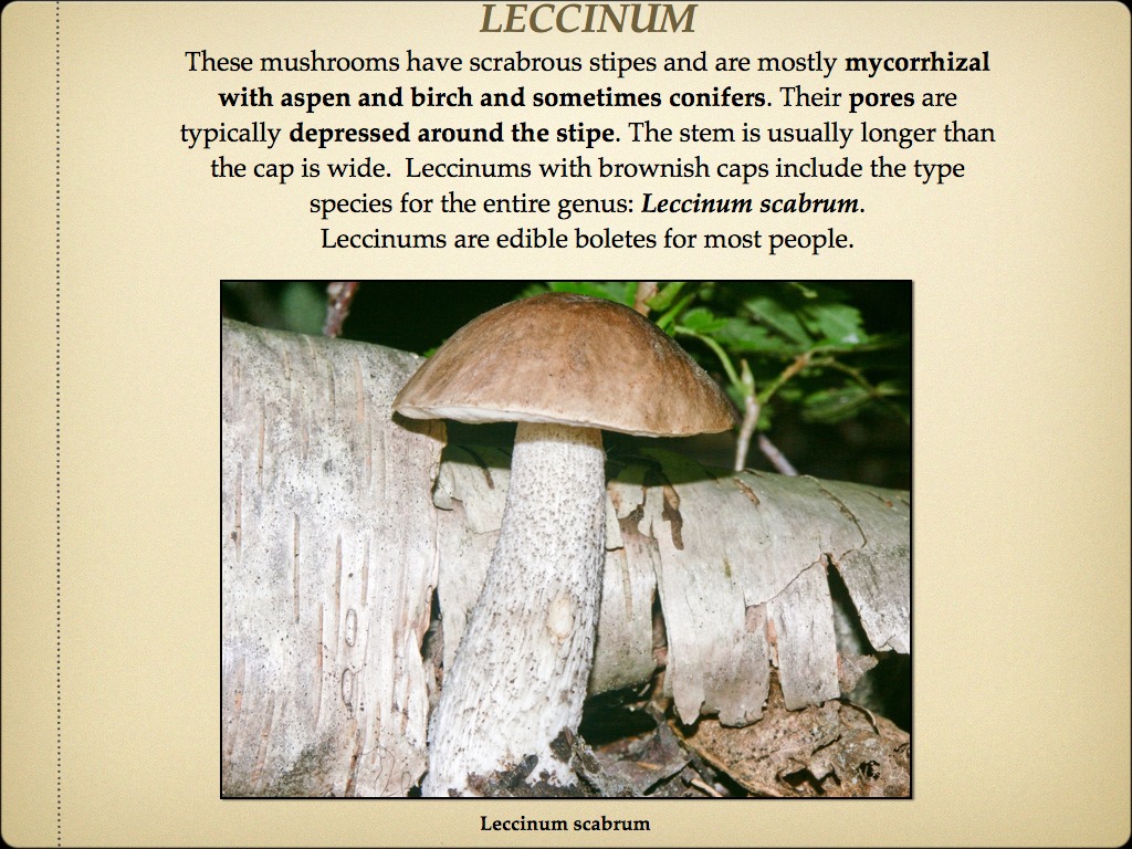 BOLETES.032