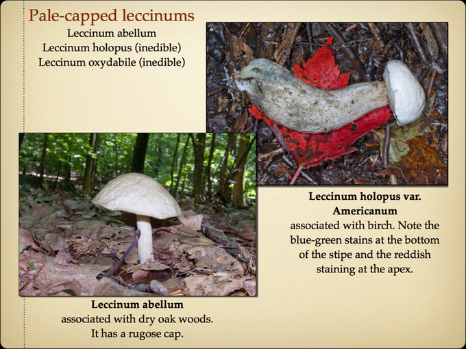 BOLETES.033-001