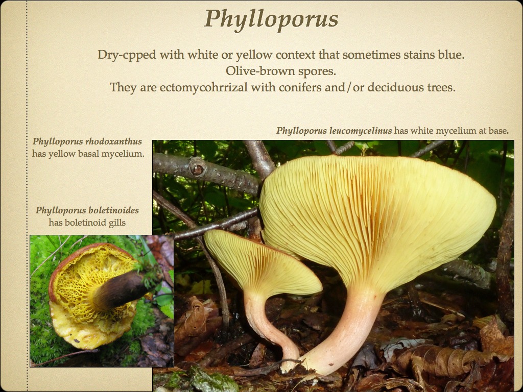 BOLETES.036