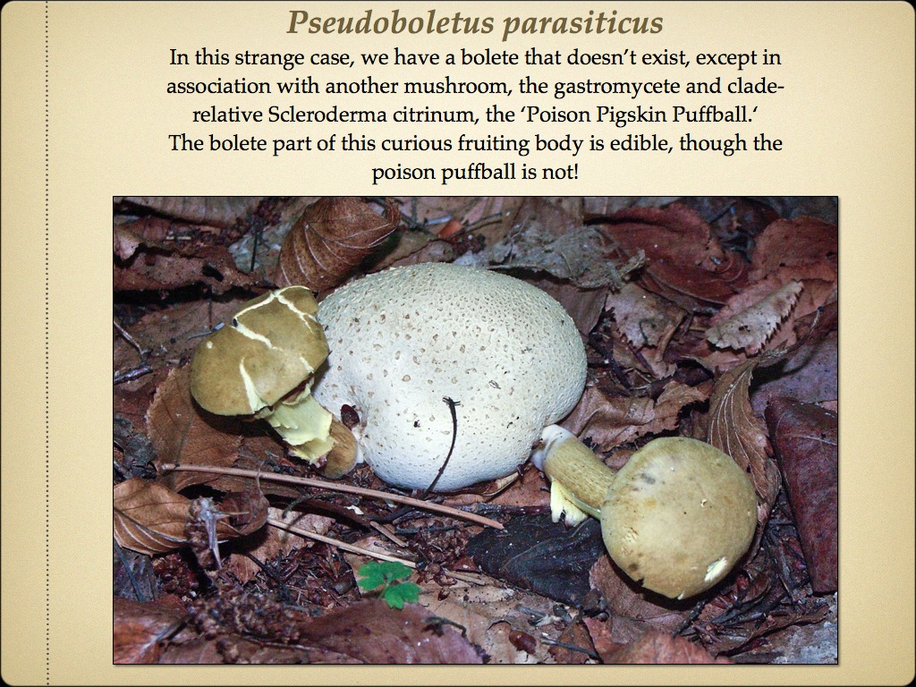 BOLETES.037