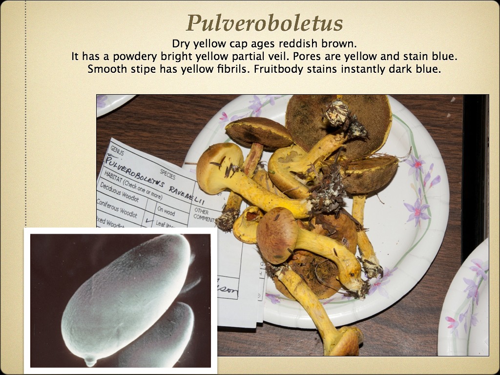 BOLETES.038