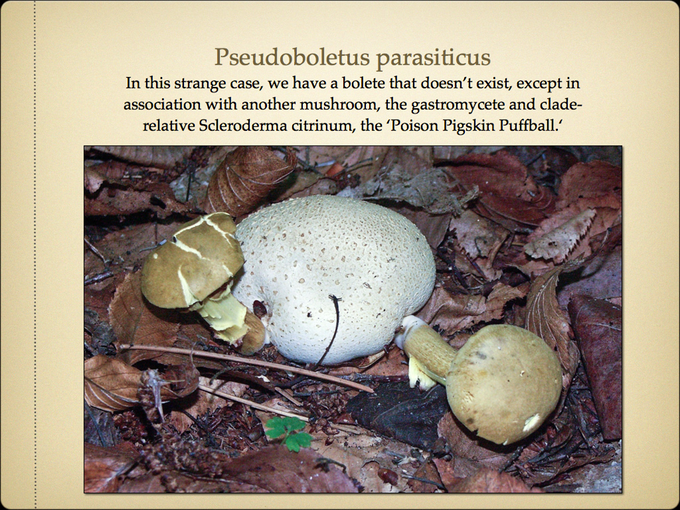 BOLETES.039-001