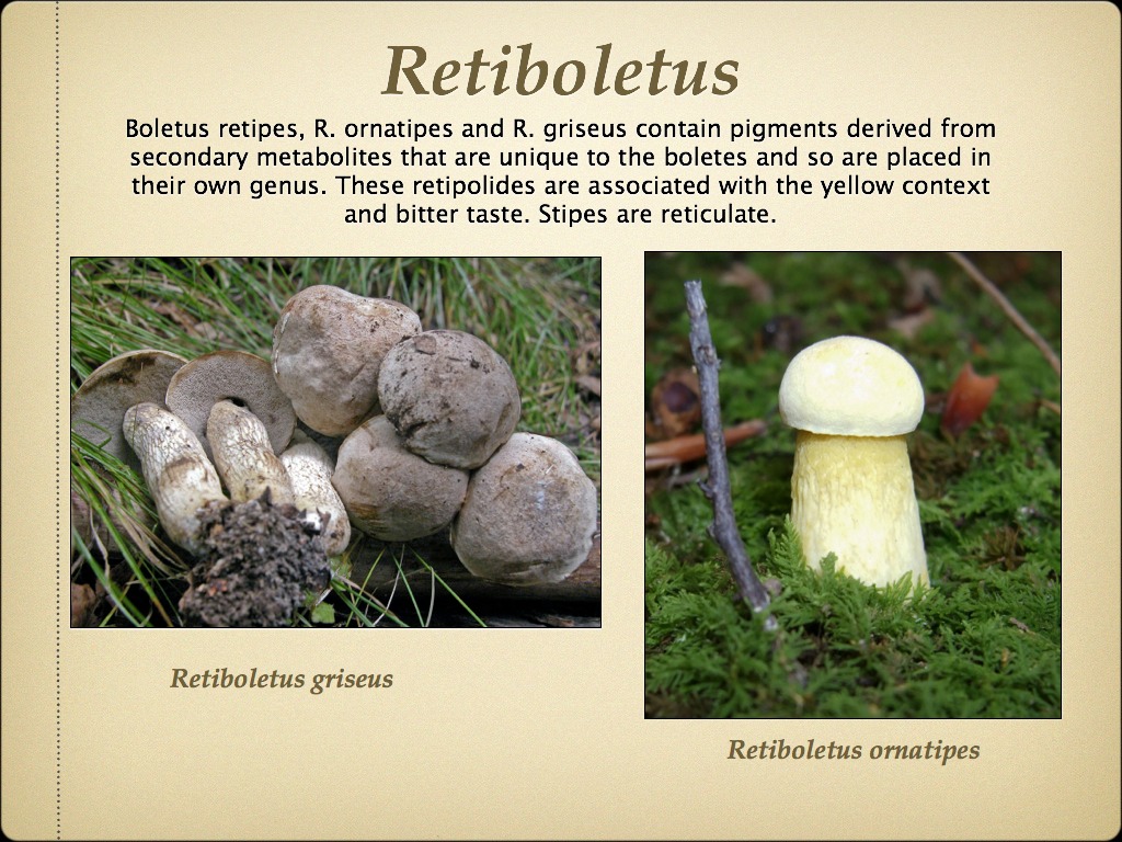 BOLETES.039