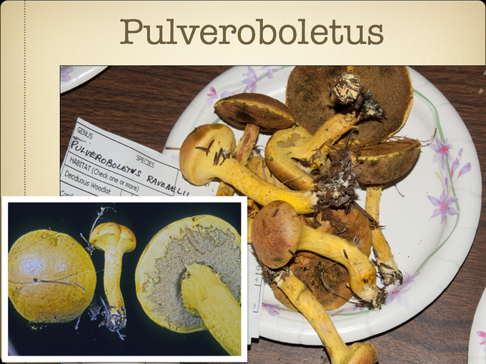 BOLETES.040-001