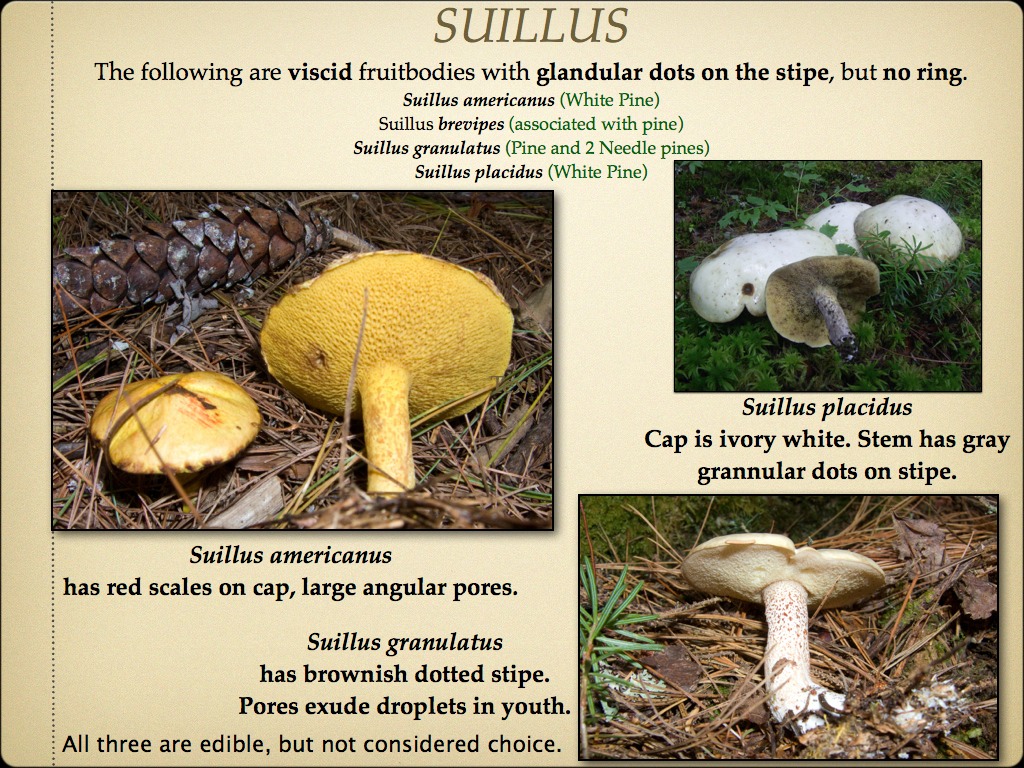 BOLETES.044