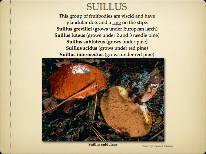 BOLETES.047-001