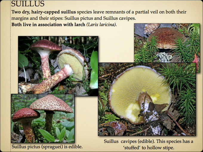 BOLETES.048-001