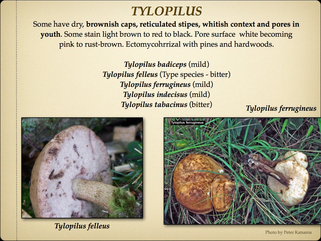 BOLETES.048