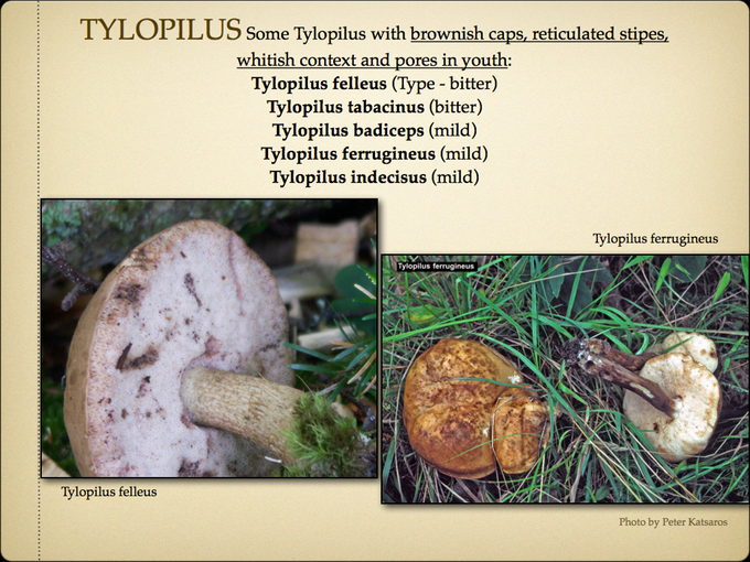 BOLETES.050-001