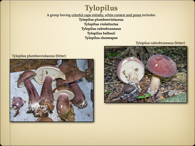 BOLETES.051-001