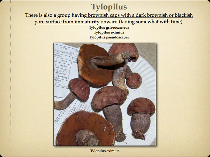 BOLETES.052-001