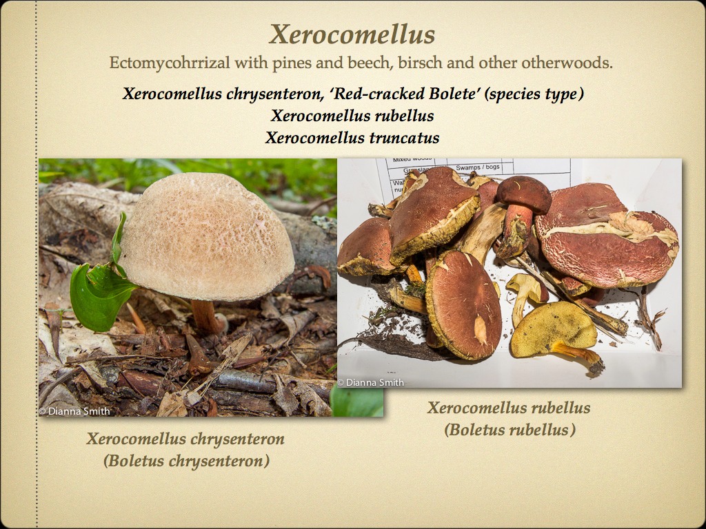 BOLETES.053